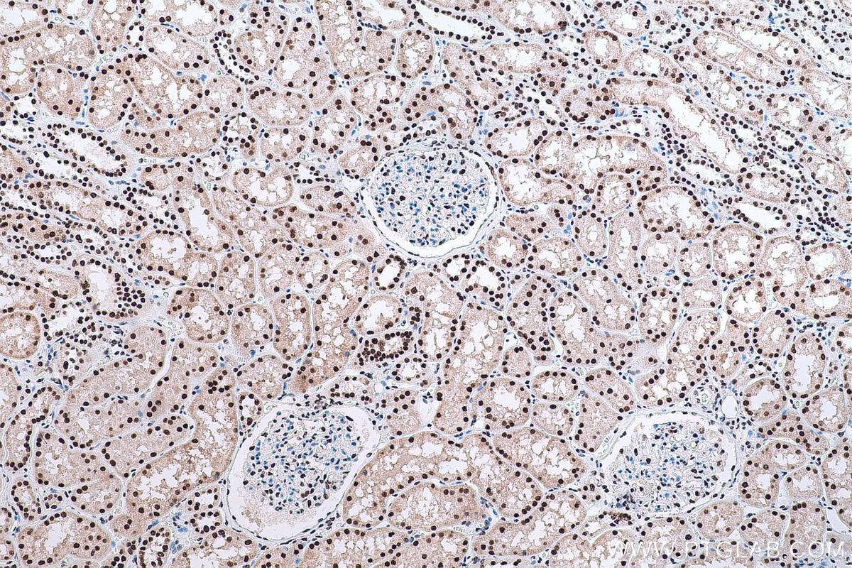 Immunohistochemical analysis of paraffin-embedded human kidney tissue slide using KHC0827 (LSM8 IHC Kit).