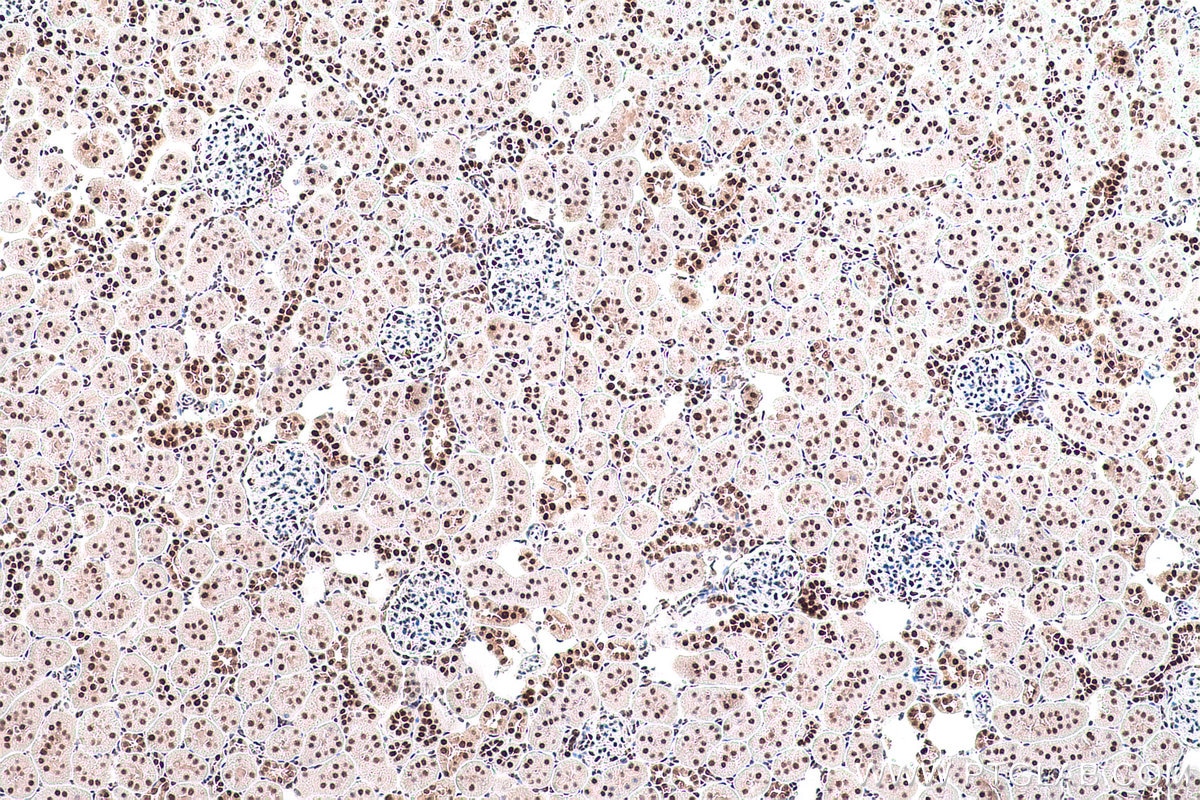 Immunohistochemical analysis of paraffin-embedded rat kidney tissue slide using KHC0827 (LSM8 IHC Kit).