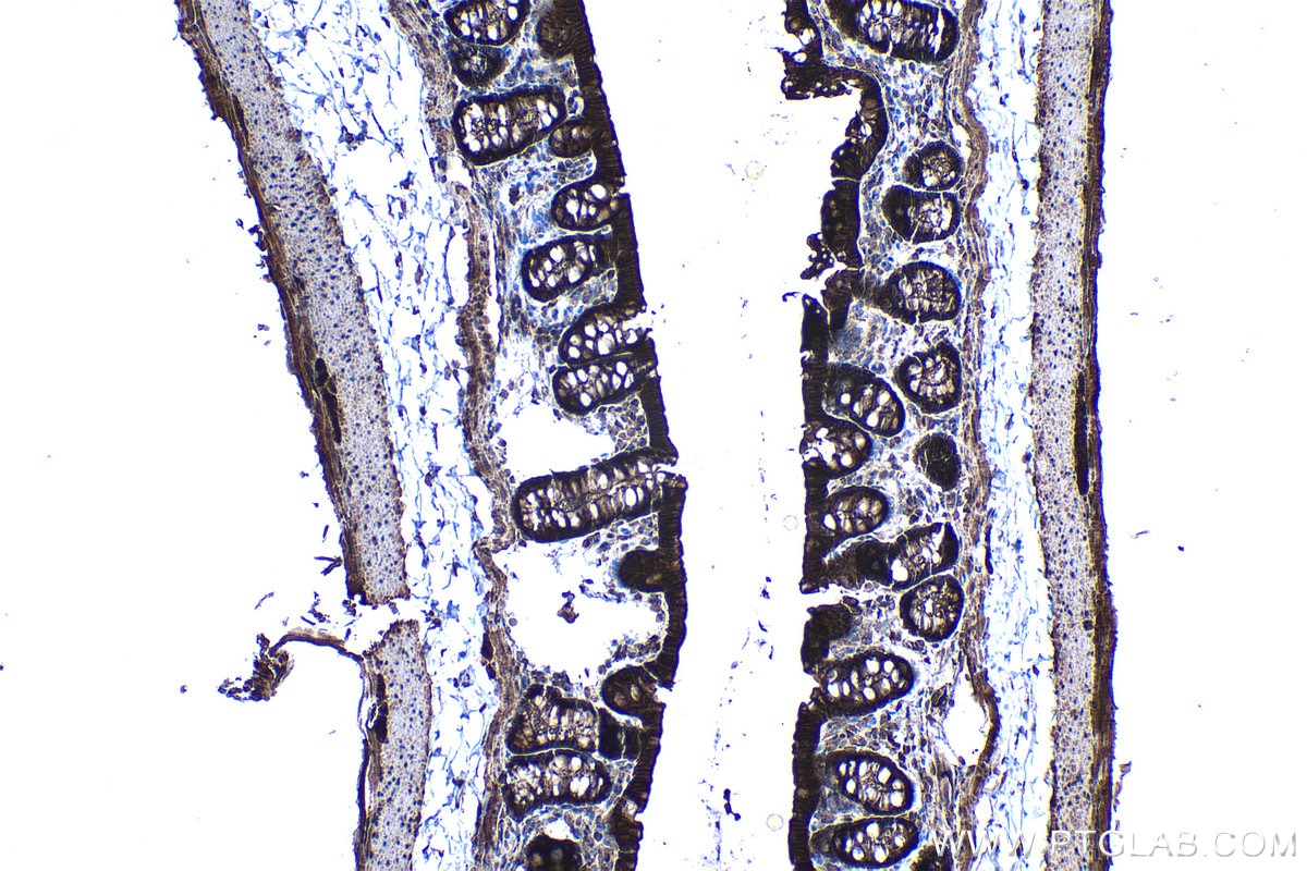 Immunohistochemical analysis of paraffin-embedded rat colon tissue slide using KHC1249 (LUZP1 IHC Kit).