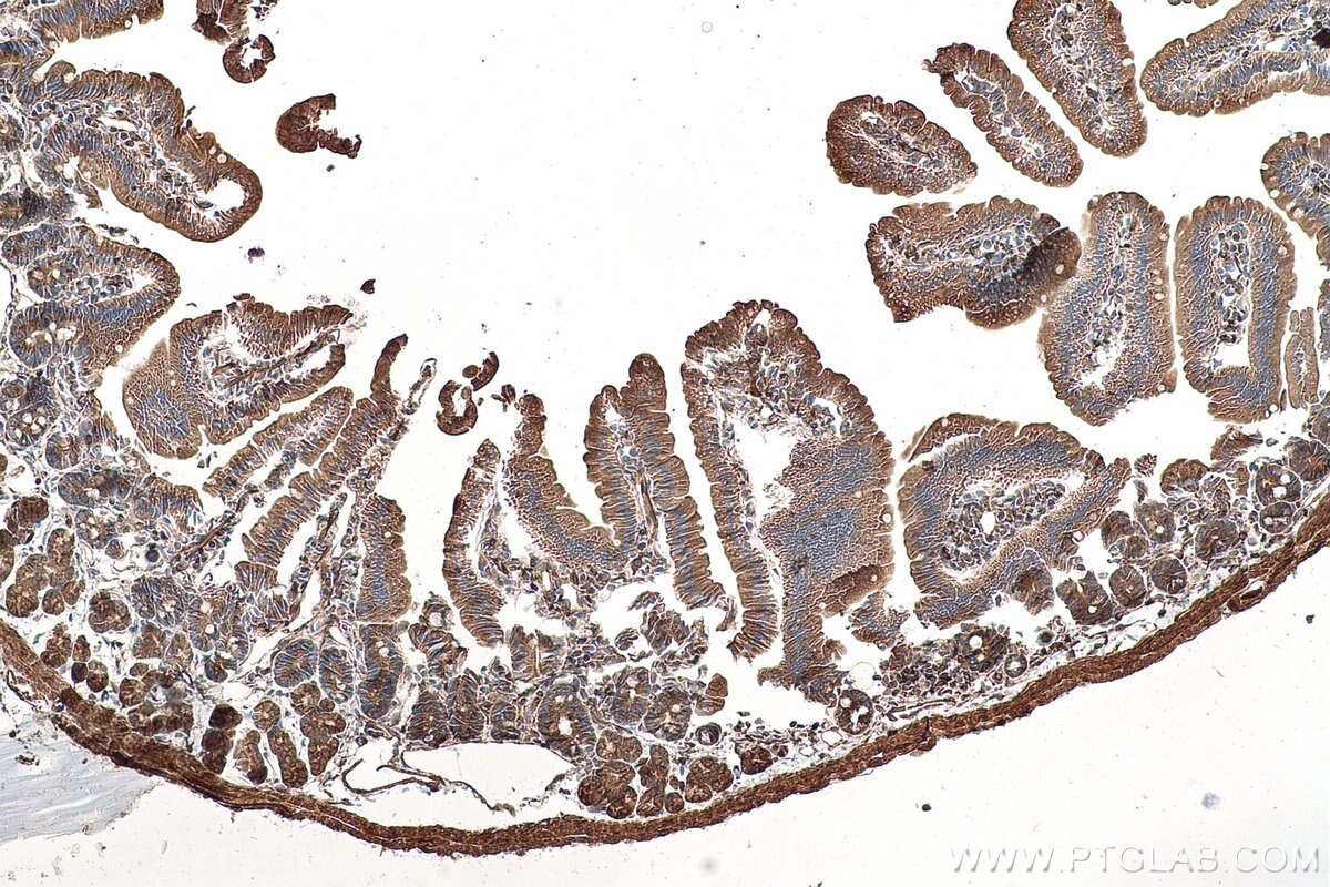 Immunohistochemical analysis of paraffin-embedded mouse small intestine tissue slide using KHC0956 (LZTFL1 IHC Kit).