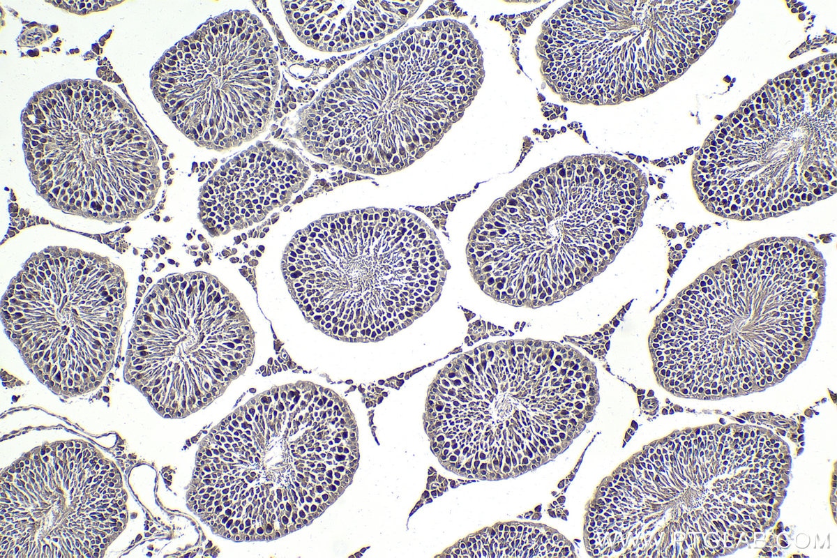 Immunohistochemical analysis of paraffin-embedded rat testis tissue slide using KHC1798 (MAEA IHC Kit).