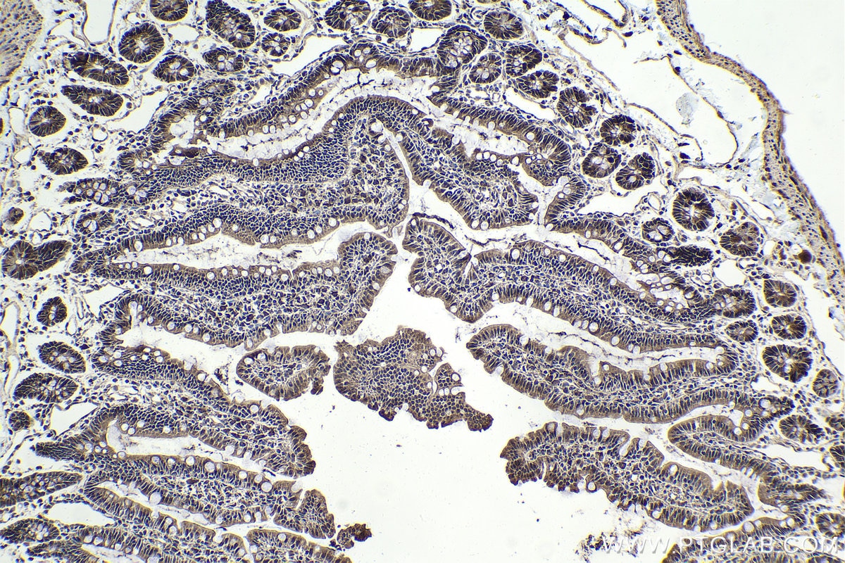 Immunohistochemical analysis of paraffin-embedded rat small intestine tissue slide using KHC1798 (MAEA IHC Kit).