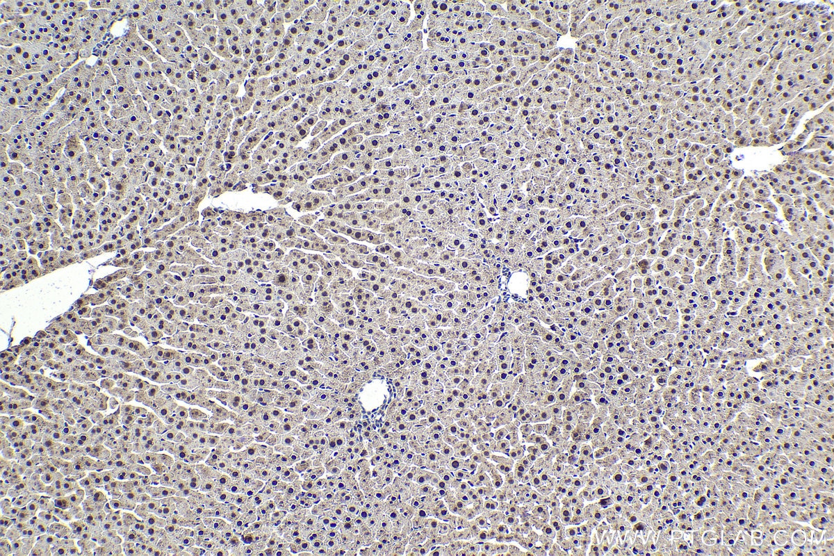 Immunohistochemical analysis of paraffin-embedded rat liver tissue slide using KHC1798 (MAEA IHC Kit).