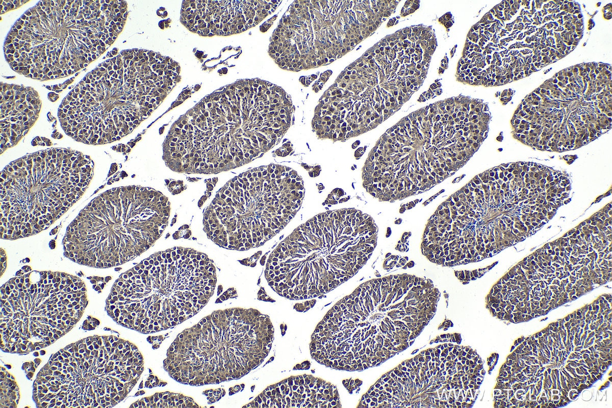 Immunohistochemical analysis of paraffin-embedded mouse testis tissue slide using KHC1798 (MAEA IHC Kit).