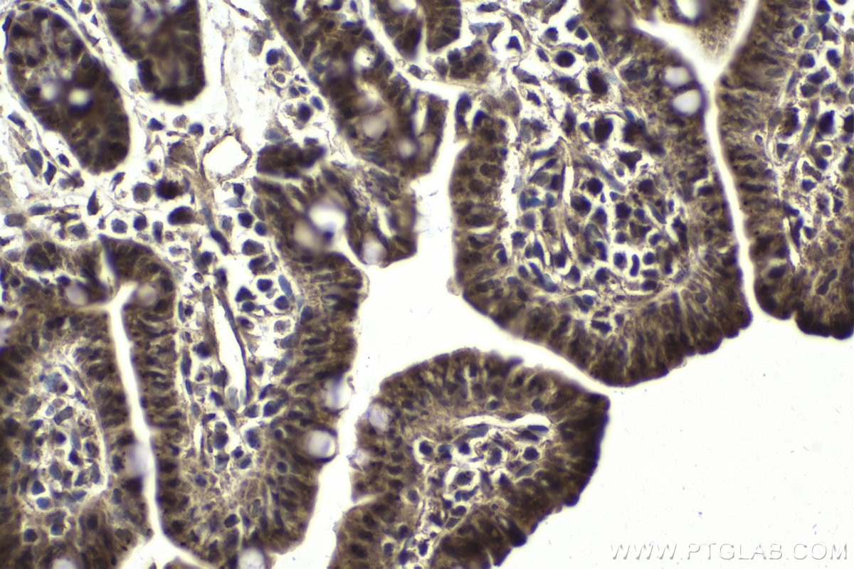 Immunohistochemical analysis of paraffin-embedded mouse small intestine tissue slide using KHC1798 (MAEA IHC Kit).
