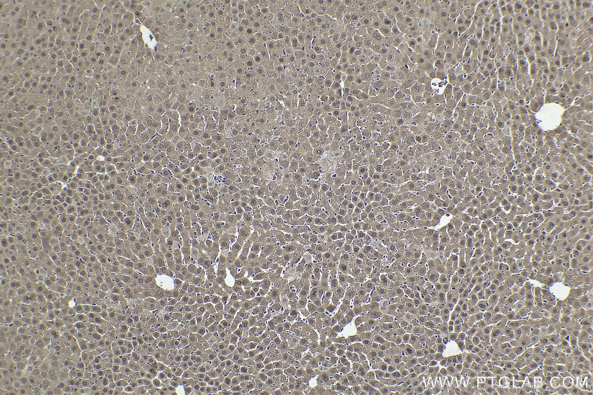 Immunohistochemical analysis of paraffin-embedded mouse liver tissue slide using KHC1798 (MAEA IHC Kit).