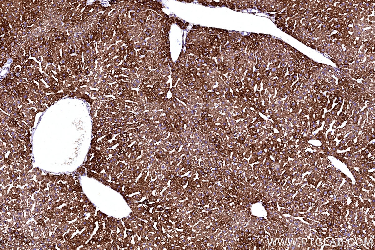 Immunohistochemical analysis of paraffin-embedded mouse liver tissue slide using KHC3204 (MAOB IHC Kit). Immunohistochemical analysis of paraffin-embedded mouse liver tissue slide using KHC3204 (MAOB IHC Kit).