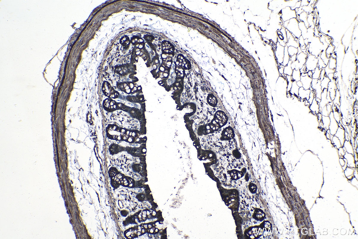 Immunohistochemical analysis of paraffin-embedded rat colon tissue slide using KHC0986 (MAP2K2 IHC Kit).