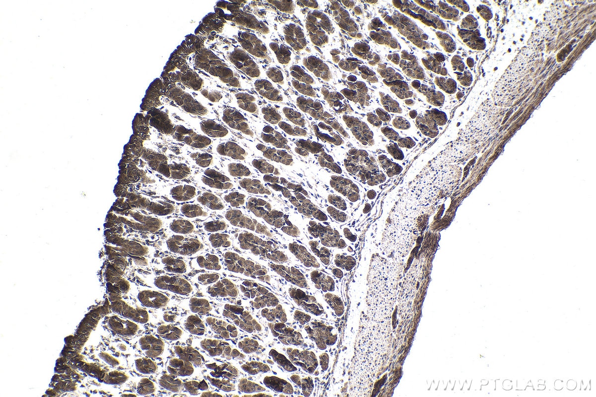 Immunohistochemical analysis of paraffin-embedded mouse stomach tissue slide using KHC1704 (MAPK7 IHC Kit).