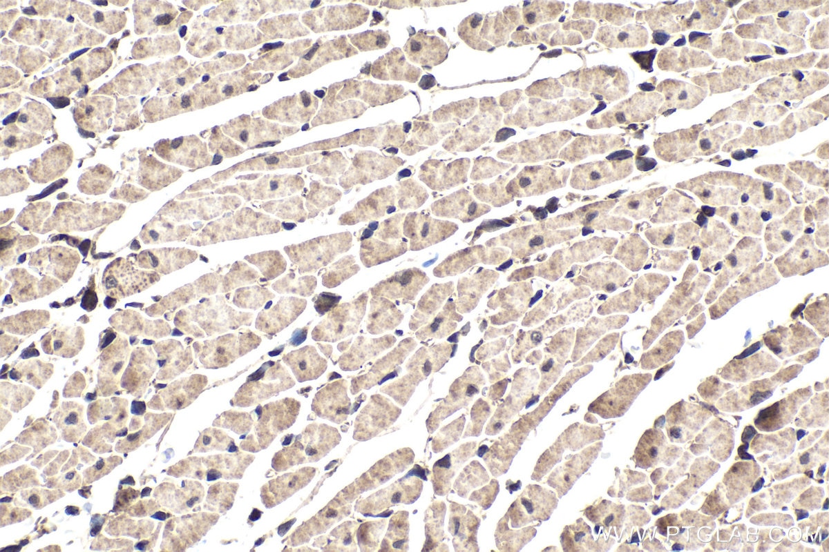 Immunohistochemical analysis of paraffin-embedded rat heart tissue slide using KHC1704 (MAPK7 IHC Kit).