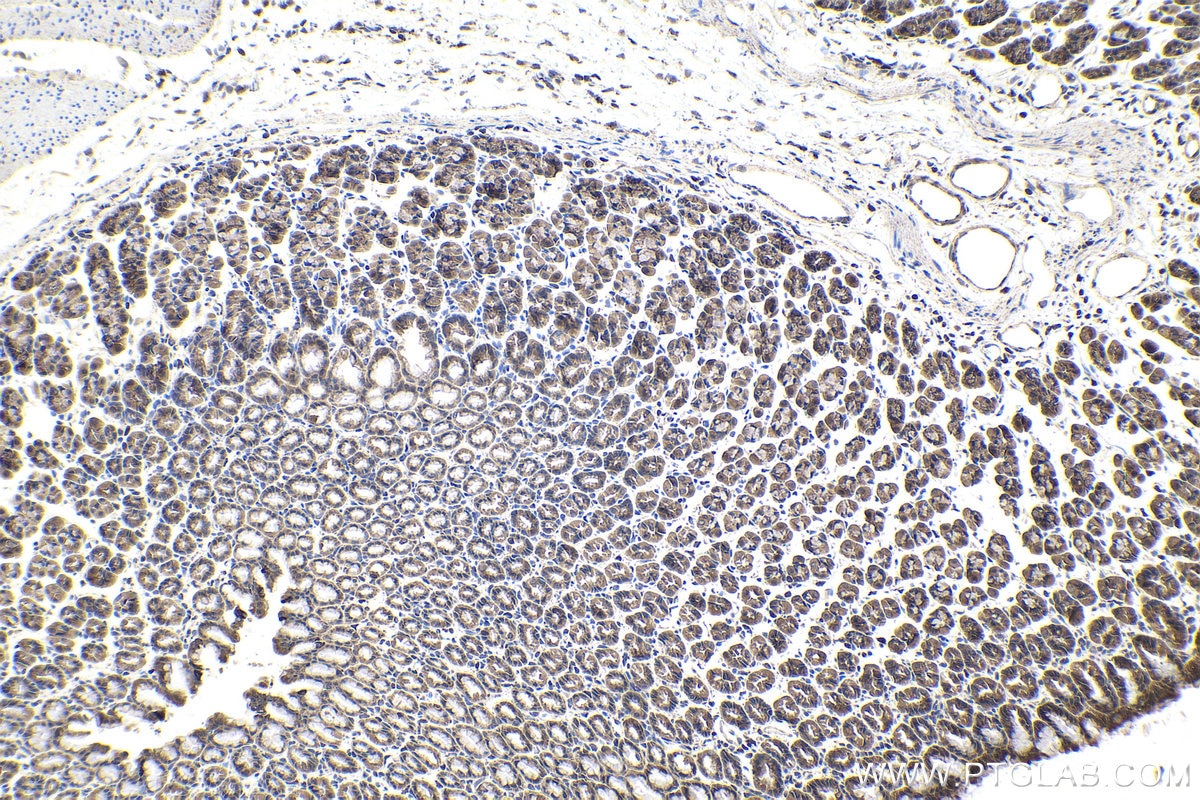 Immunohistochemical analysis of paraffin-embedded rat stomach tissue slide using KHC1704 (MAPK7 IHC Kit).