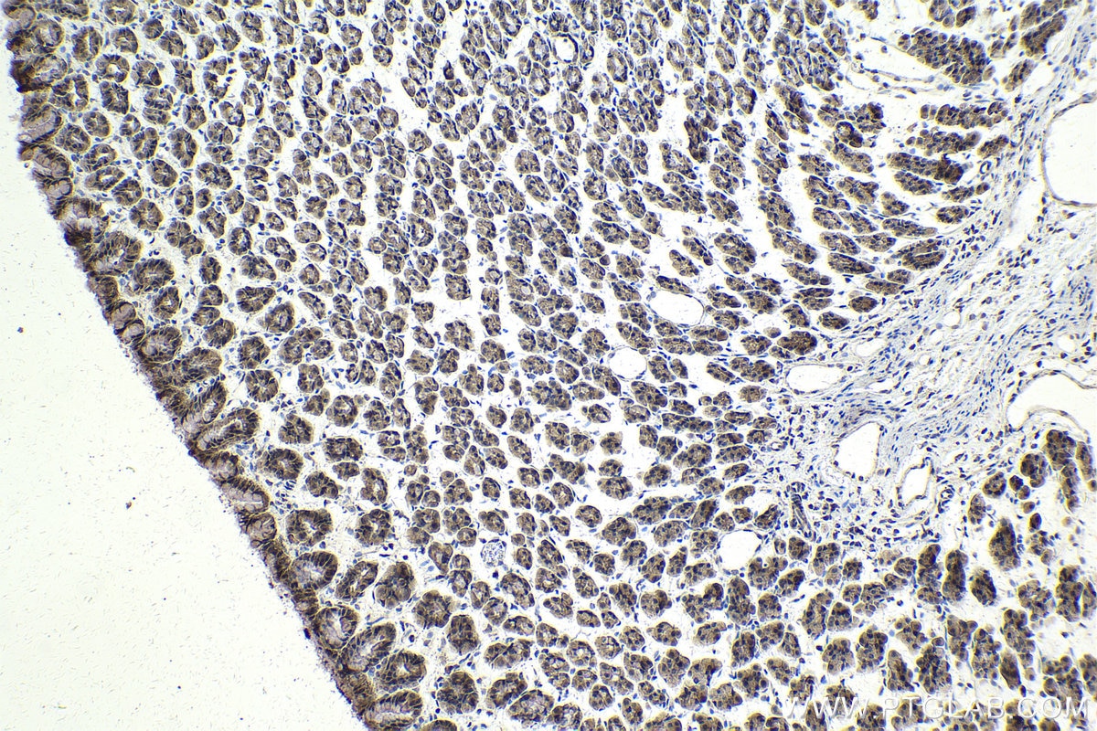 Immunohistochemical analysis of paraffin-embedded rat stomach tissue slide using KHC2010 (MAPK8IP1/JIP1 IHC Kit).