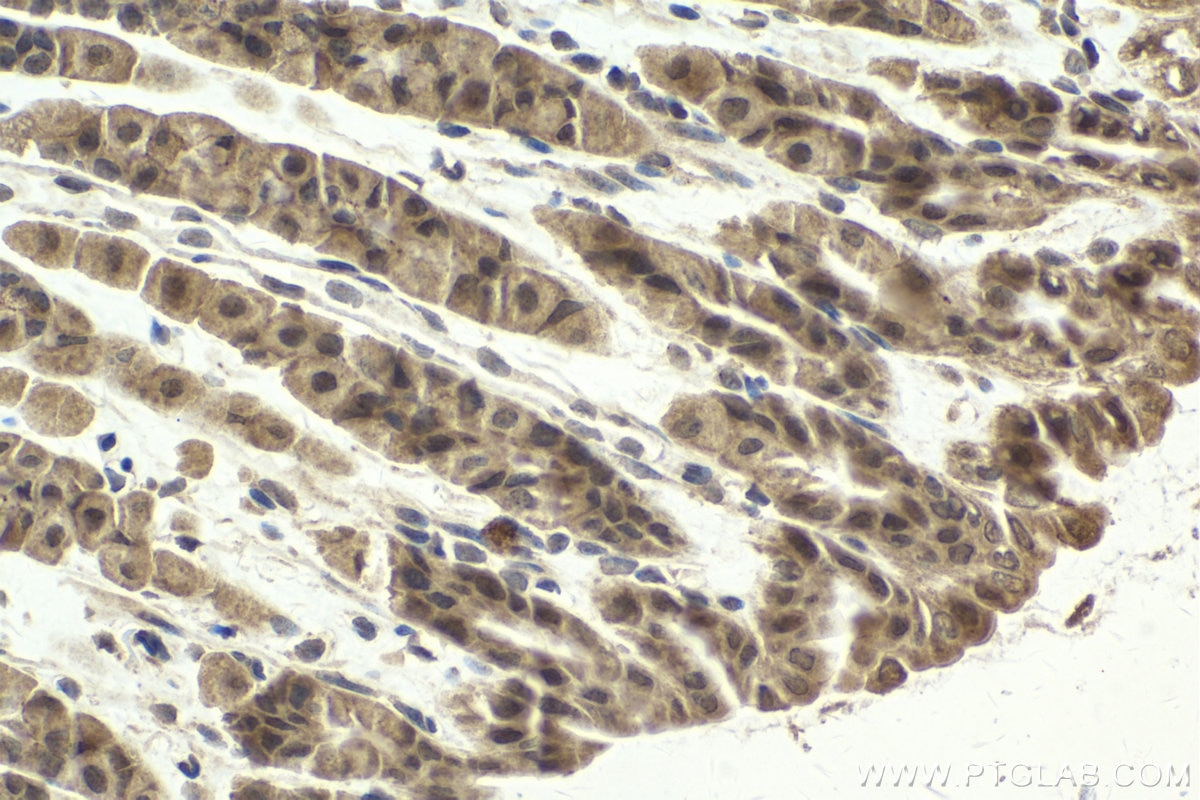Immunohistochemical analysis of paraffin-embedded mouse stomach tissue slide using KHC2010 (MAPK8IP1/JIP1 IHC Kit).