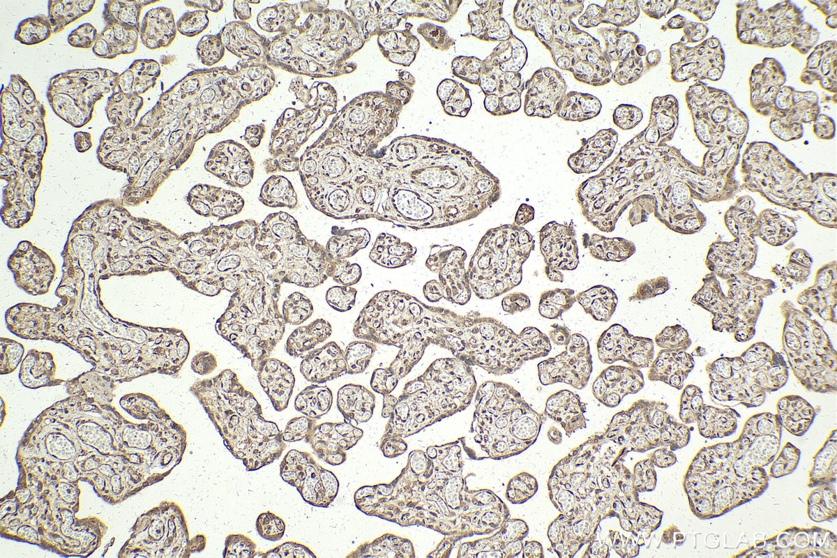 Immunohistochemical analysis of paraffin-embedded human placenta tissue slide using KHC2010 (MAPK8IP1/JIP1 IHC Kit).