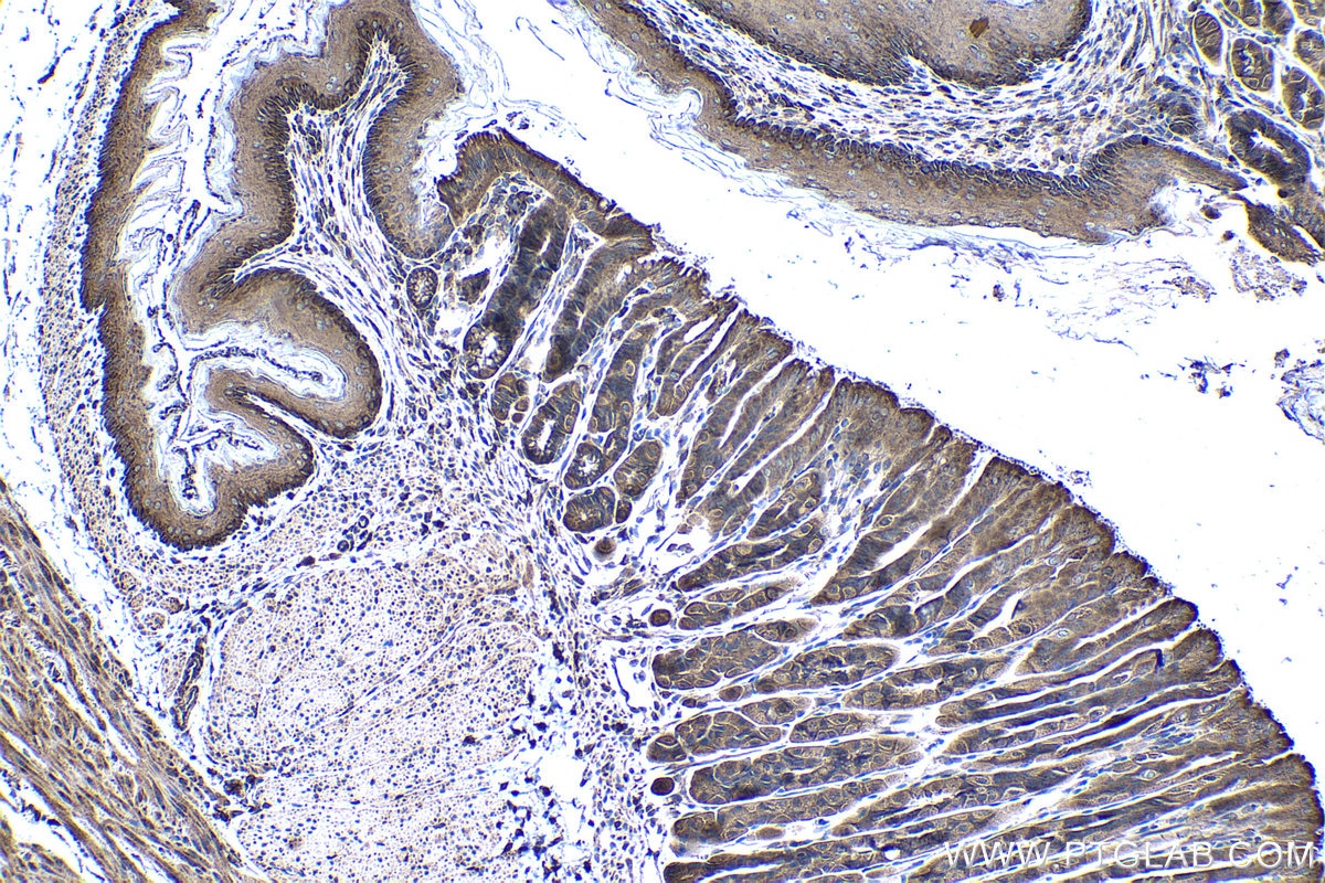 Immunohistochemical analysis of paraffin-embedded mouse stomach tissue slide using KHC1287 (MAPKBP1 IHC Kit).