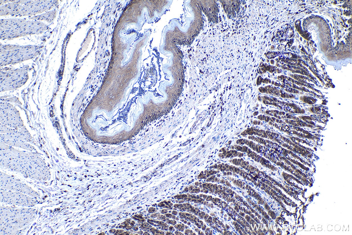 Immunohistochemical analysis of paraffin-embedded rat stomach tissue slide using KHC1287 (MAPKBP1 IHC Kit).