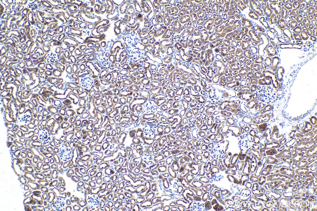 Immunohistochemical analysis of paraffin-embedded mouse kidney tissue slide using KHC1631 (MARS1 IHC Kit).