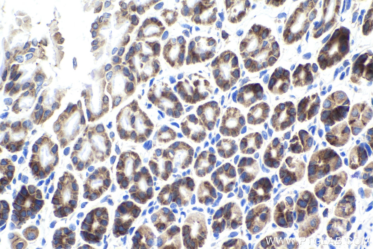 Immunohistochemical analysis of paraffin-embedded mouse stomach tissue slide using KHC1631 (MARS1 IHC Kit).