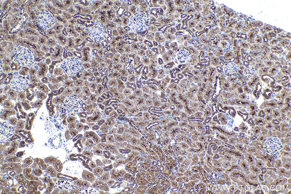 Immunohistochemical analysis of paraffin-embedded rat kidney tissue slide using KHC1631 (MARS1 IHC Kit).