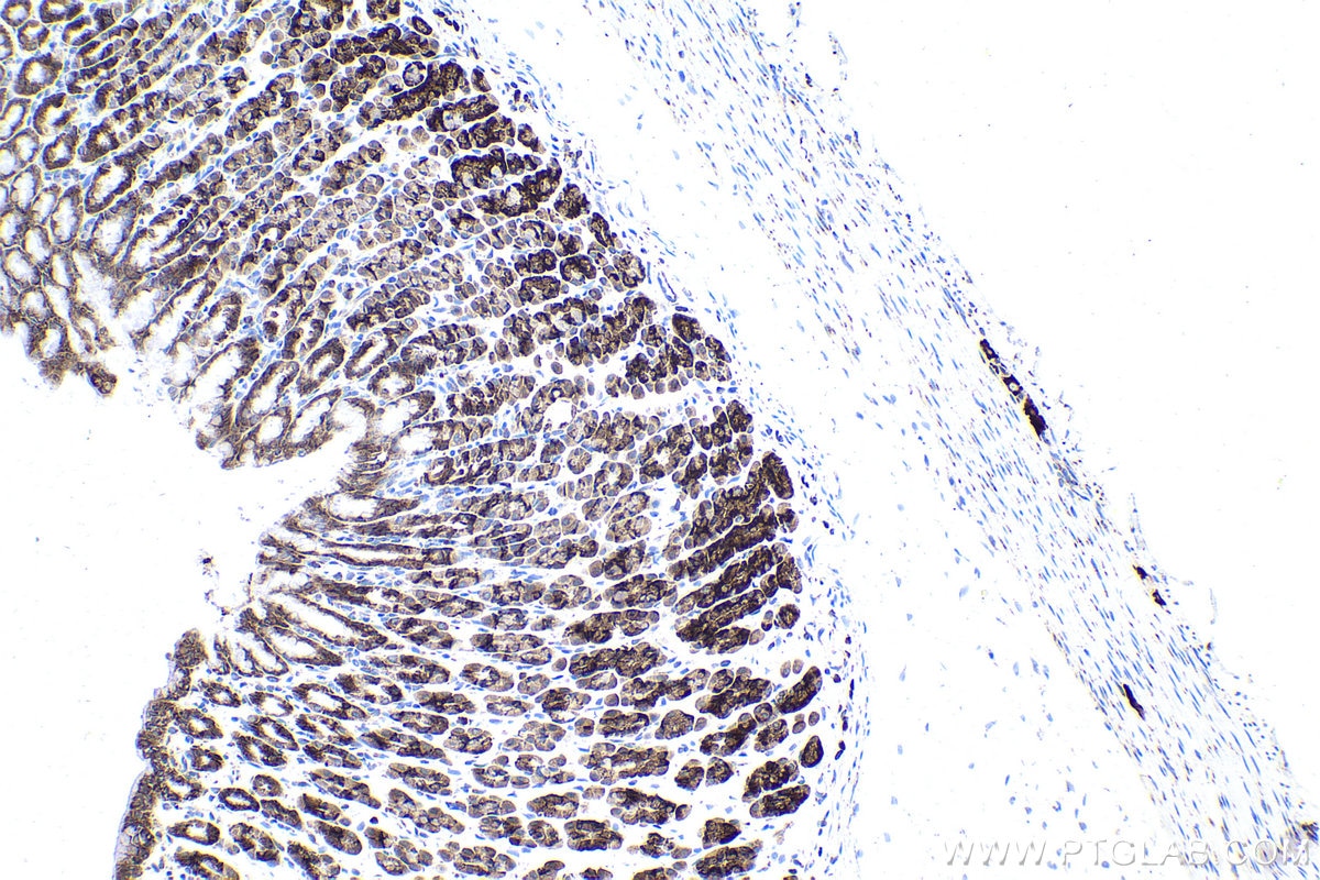 Immunohistochemical analysis of paraffin-embedded rat stomach tissue slide using KHC1631 (MARS1 IHC Kit).