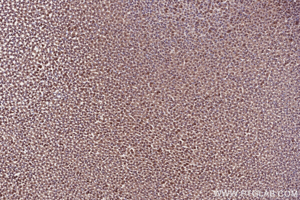 Immunohistochemical analysis of paraffin-embedded rat adrenal gland tissue slide using KHC2675 (MARVELD2 IHC Kit).