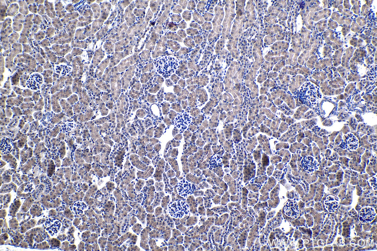 Immunohistochemical analysis of paraffin-embedded mouse kidney tissue slide using KHC1309 (MBIP IHC Kit).