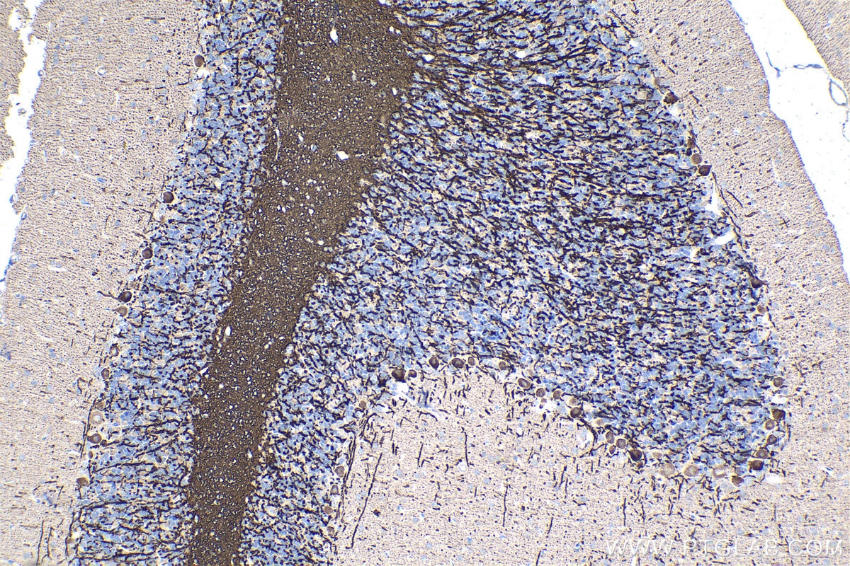 Immunohistochemical analysis of paraffin-embedded rat cerebellum tissue slide using KHC1504 (MBP IHC Kit).