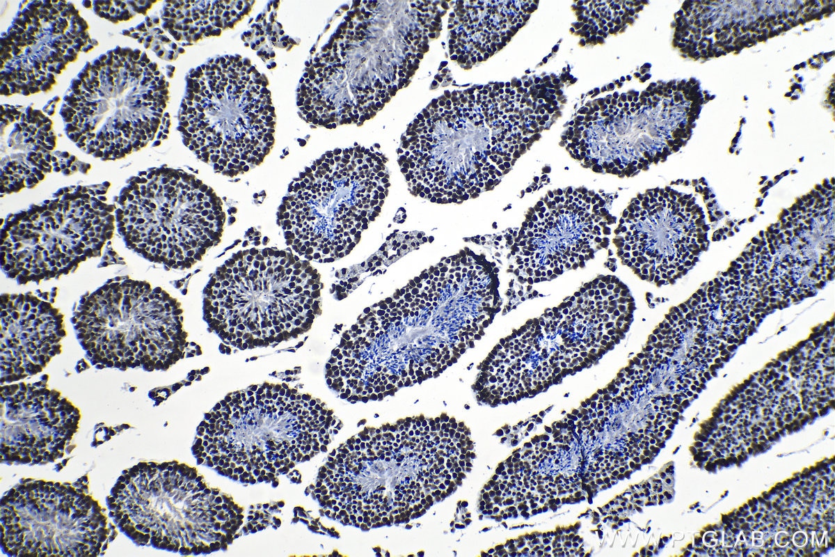 Immunohistochemical analysis of paraffin-embedded mouse testis tissue slide using KHC1325 (MCM6 IHC Kit).