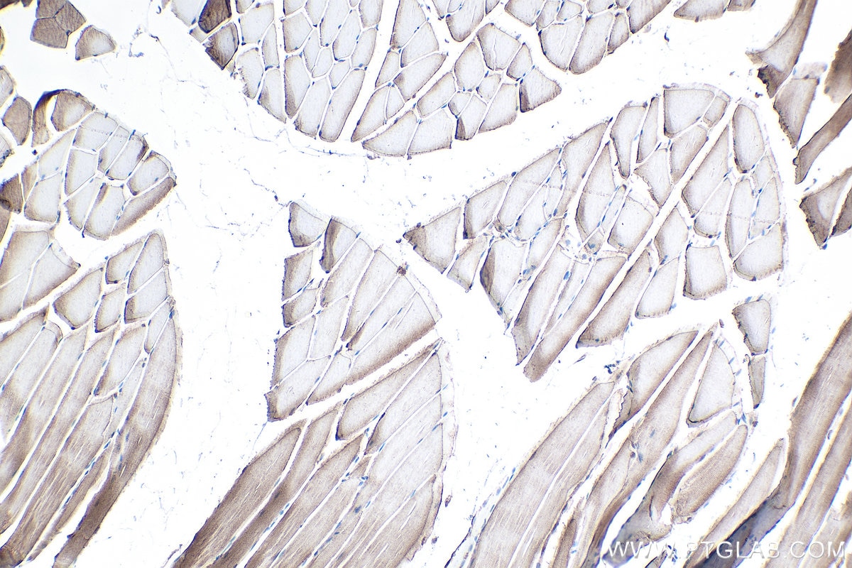 Immunohistochemical analysis of paraffin-embedded rat skeletal muscle tissue slide using KHC0133 (MCT4 IHC Kit).