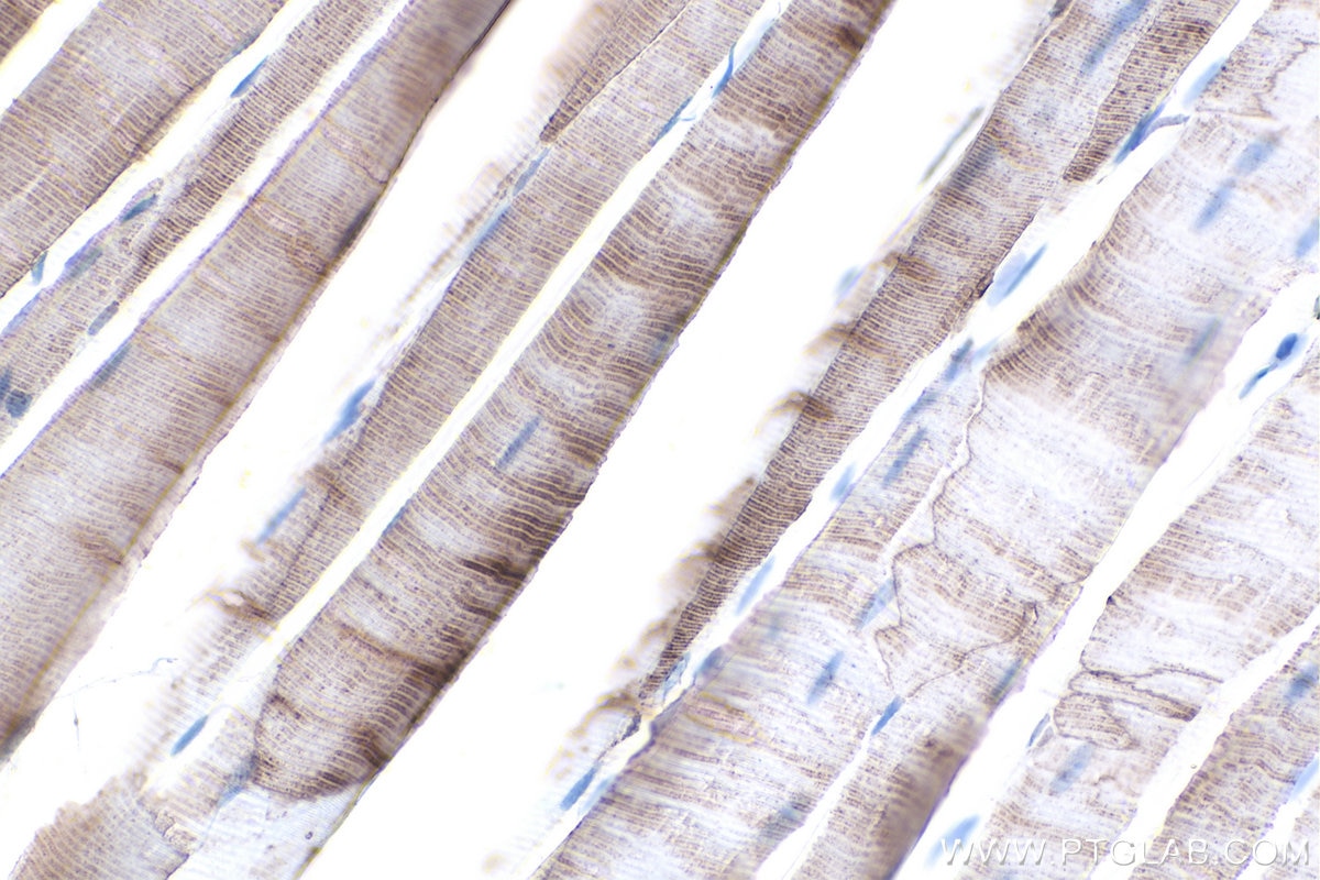 Immunohistochemical analysis of paraffin-embedded mouse skeletal muscle tissue slide using KHC0133 (MCT4 IHC Kit).