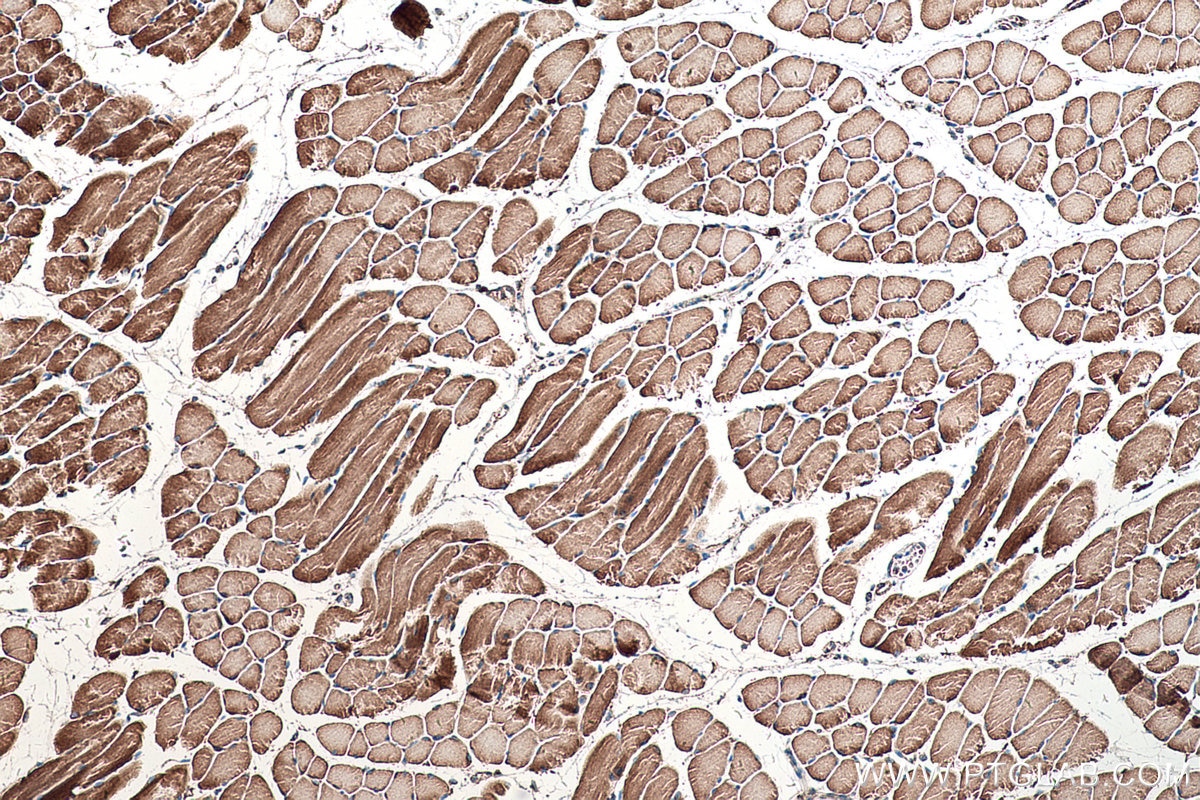 Immunohistochemical analysis of paraffin-embedded mouse skeletal muscle tissue slide using KHC0524 (MDH2 IHC Kit).