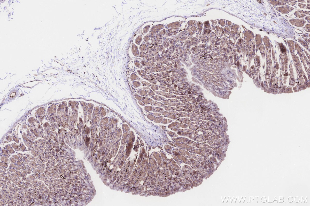 Immunohistochemical analysis of paraffin-embedded mouse stomach tissue slide using KHC3248 (MGAT2 IHC Kit). Immunohistochemical analysis of paraffin-embedded mouse stomach tissue slide using KHC3248 (MGAT2 IHC Kit).
