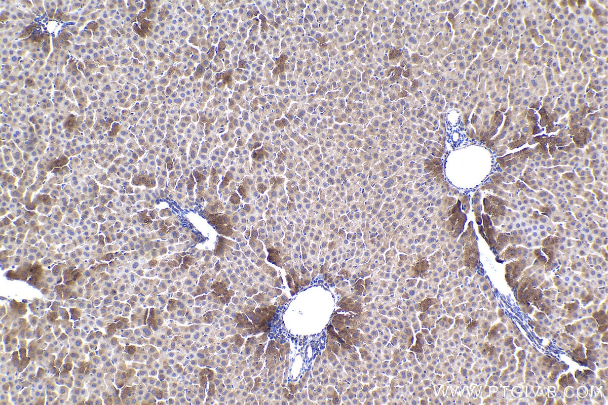 Immunohistochemical analysis of paraffin-embedded rat liver tissue slide using KHC1484 (MICAL2 IHC Kit).