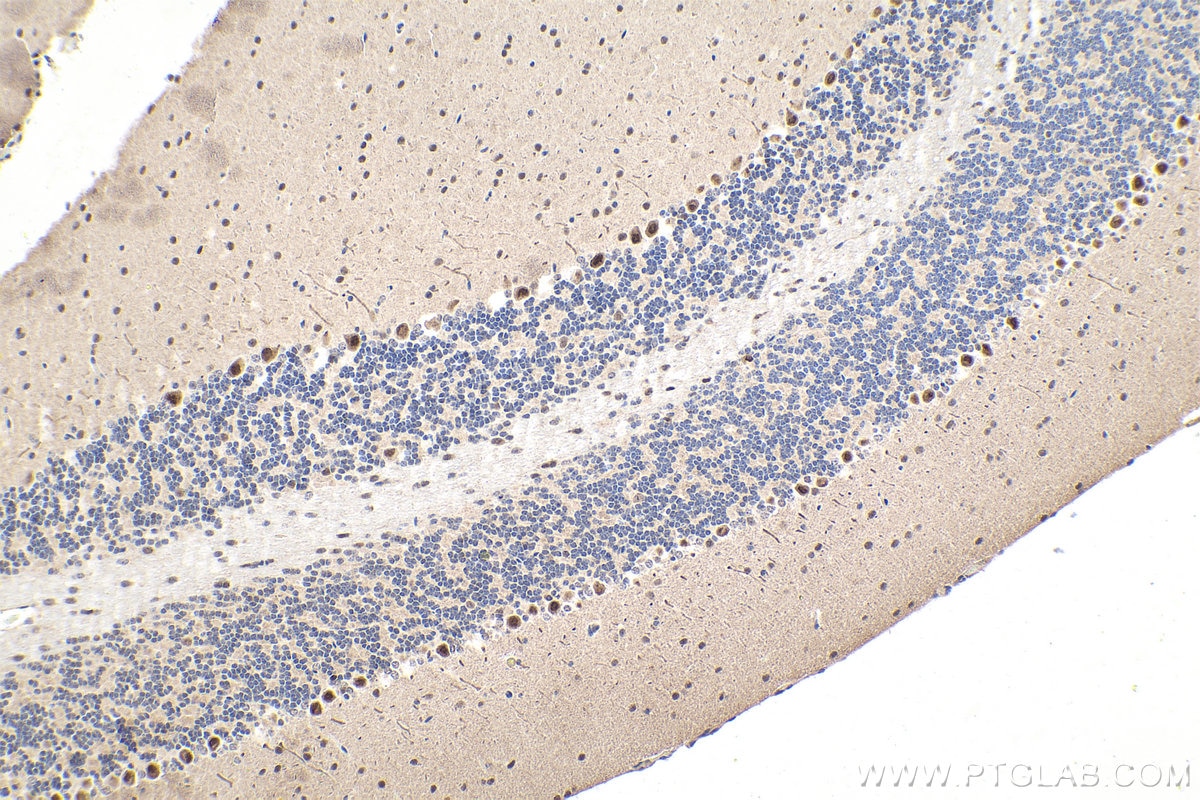 Immunohistochemical analysis of paraffin-embedded mouse cerebellum tissue slide using KHC1634 (MLF1 IHC Kit).