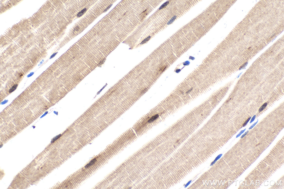Immunohistochemical analysis of paraffin-embedded mouse skeletal muscle tissue slide using KHC1634 (MLF1 IHC Kit).