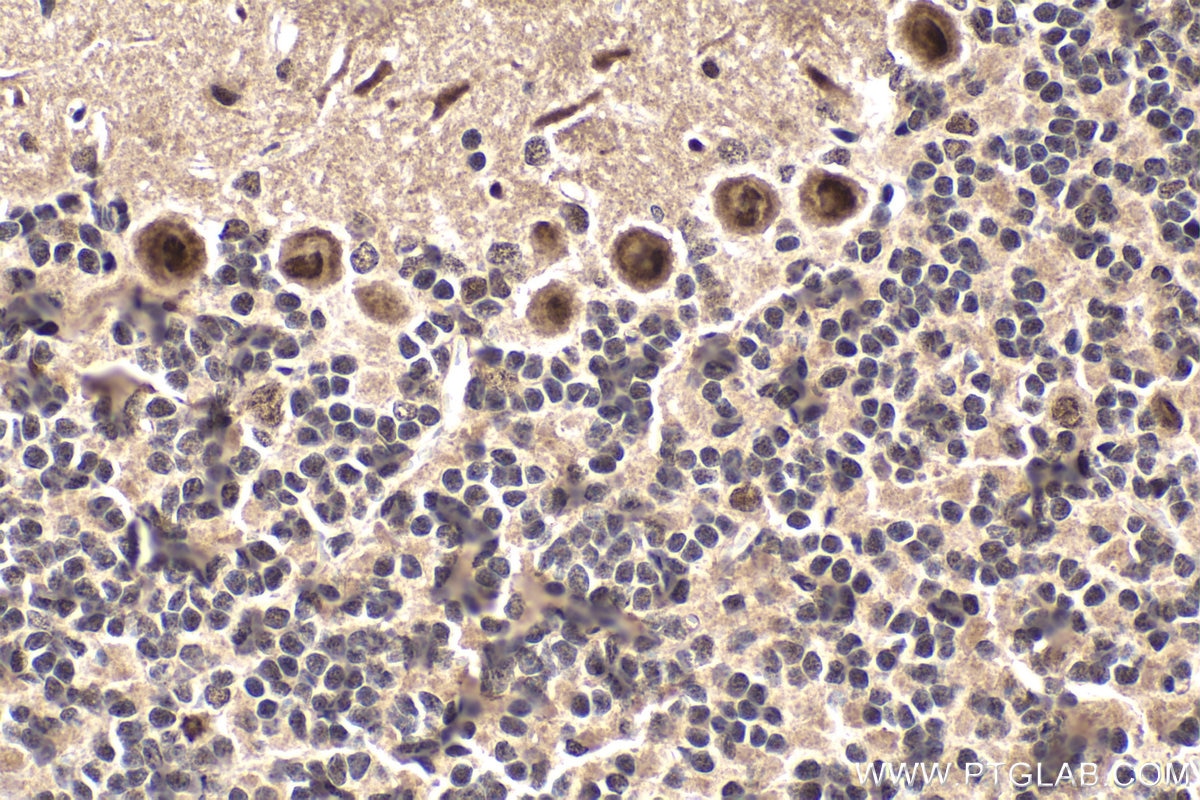 Immunohistochemical analysis of paraffin-embedded rat cerebellum tissue slide using KHC1634 (MLF1 IHC Kit).