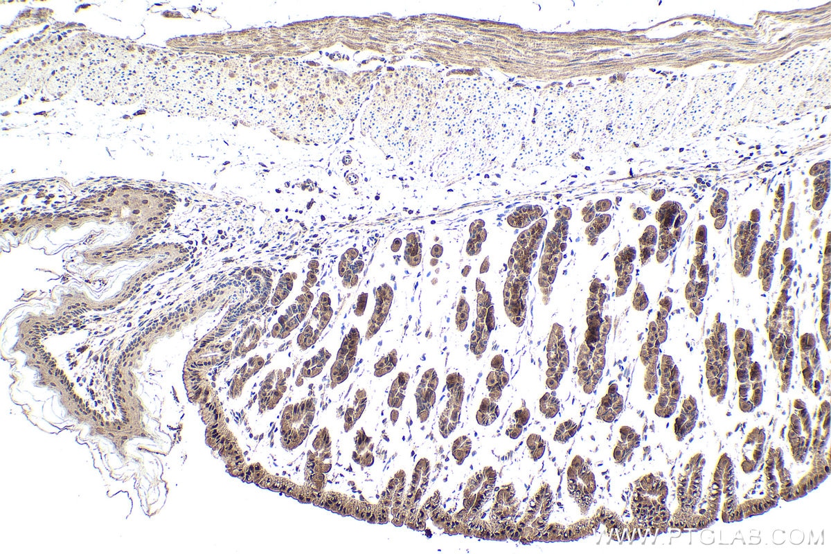 Immunohistochemical analysis of paraffin-embedded mouse stomach tissue slide using KHC1886 (MMS19 IHC Kit).