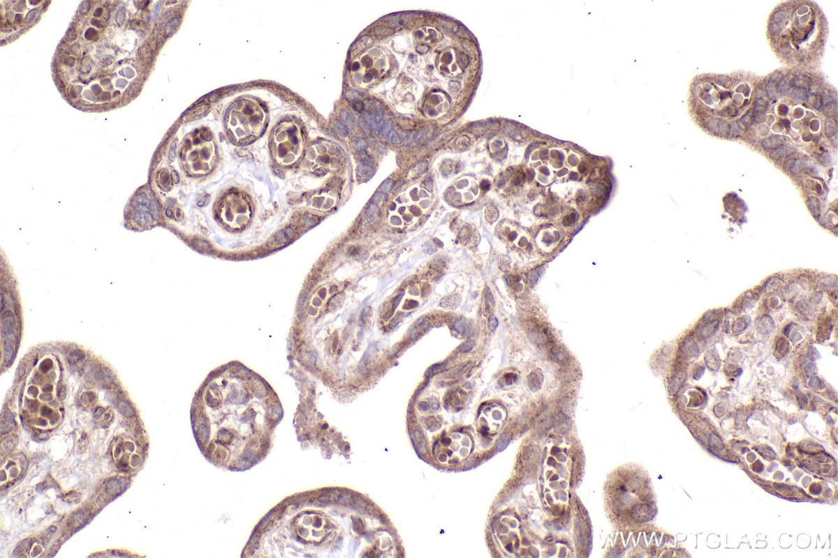 Immunohistochemical analysis of paraffin-embedded human placenta tissue slide using KHC2499 (MMS2 IHC Kit).