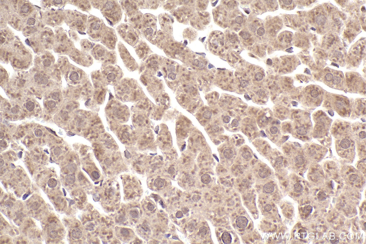 Immunohistochemical analysis of paraffin-embedded rat liver tissue slide using KHC2499 (MMS2 IHC Kit).