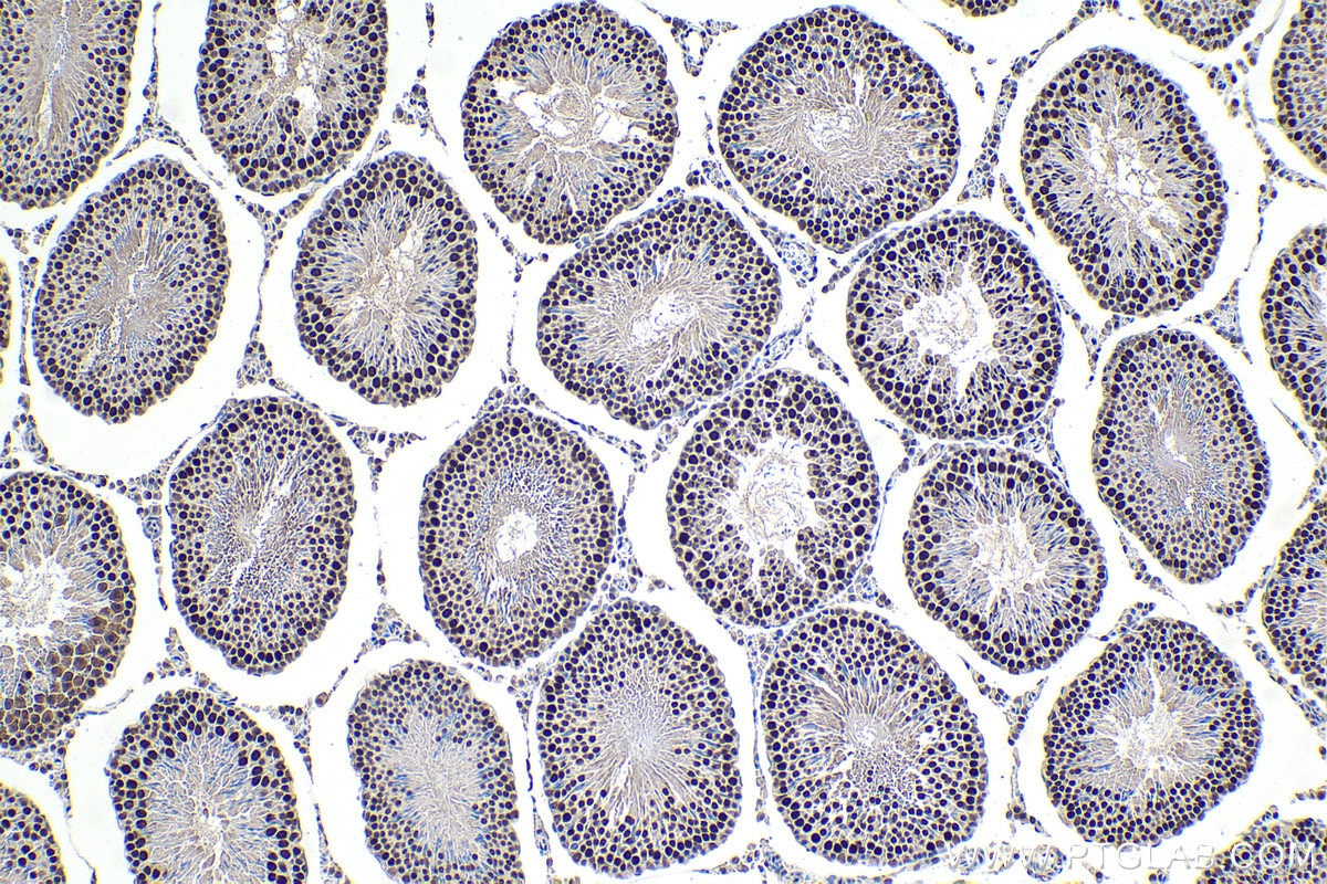 Immunohistochemical analysis of paraffin-embedded rat testis tissue slide using KHC1620 (MNAT1 IHC Kit).