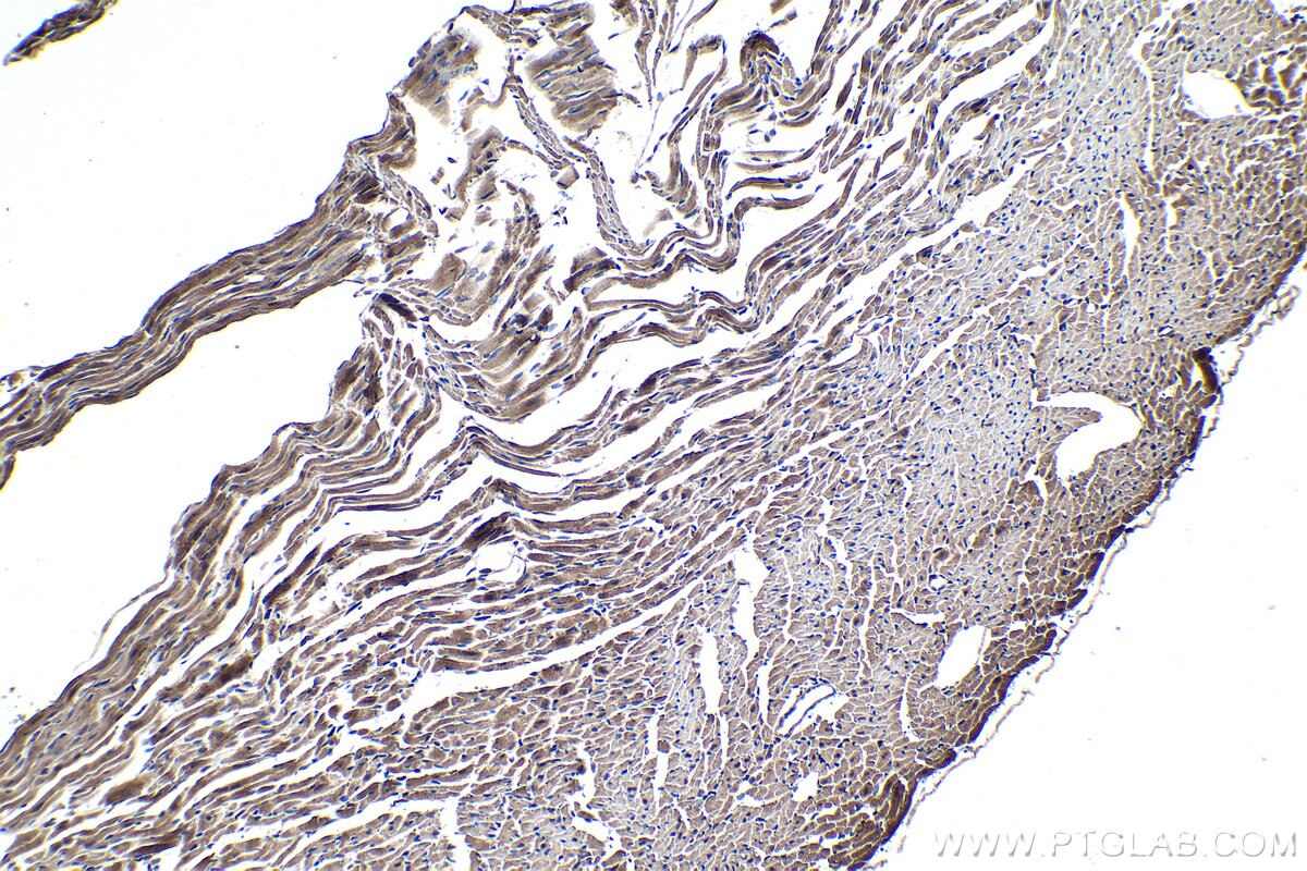 Immunohistochemical analysis of paraffin-embedded mouse heart tissue slide using KHC1401 (MOAP1 IHC Kit).