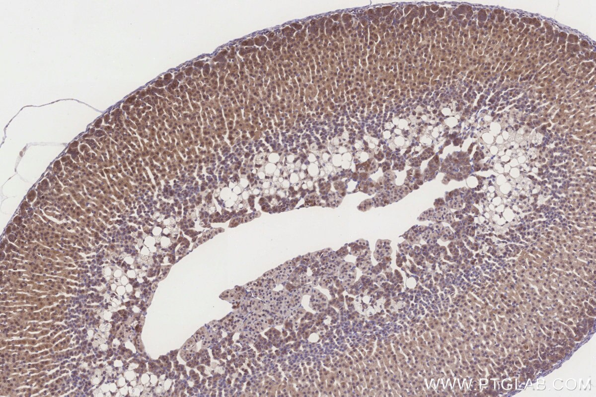Immunohistochemical analysis of paraffin-embedded mouse adrenal gland tissue slide using KHC3280 (MRPL10 IHC Kit).