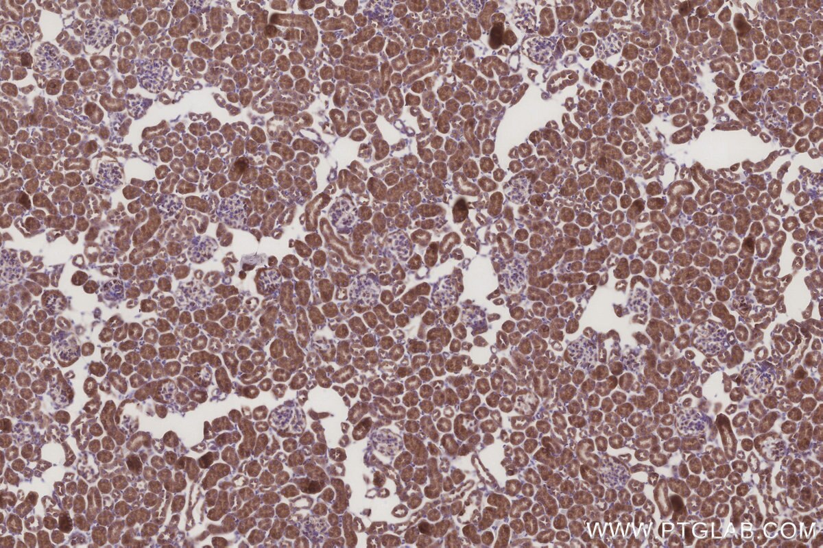 Immunohistochemical analysis of paraffin-embedded mouse kidney tissue slide using KHC3249 (MRPL28 IHC Kit).