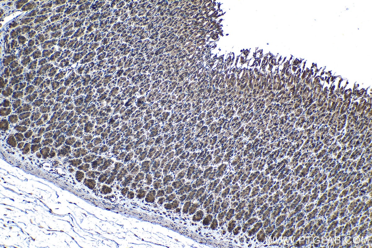 Immunohistochemical analysis of paraffin-embedded rat stomach tissue slide using KHC1315 (MRPL3 IHC Kit).