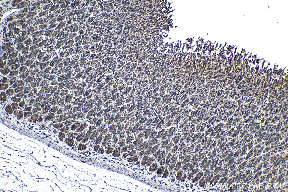 Immunohistochemical analysis of paraffin-embedded rat stomach tissue slide using KHC1315 (MRPL3 IHC Kit).