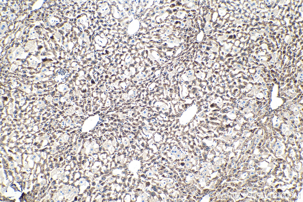 Immunohistochemical analysis of paraffin-embedded mouse liver tissue slide using KHC1408 (MRPL42 IHC Kit).