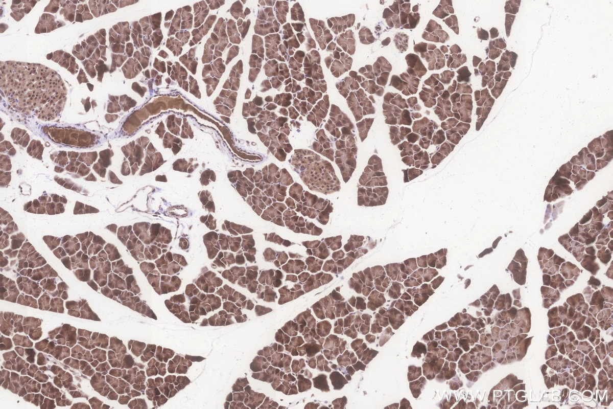 Immunohistochemical analysis of paraffin-embedded mouse pancreas tissue slide using KHC3240 (MRPS35 IHC Kit).