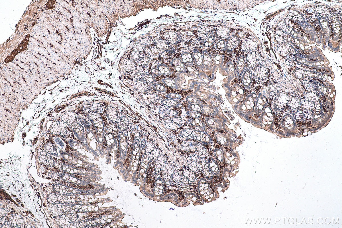 Immunohistochemical analysis of paraffin-embedded rat colon tissue slide using KHC0664 (MSN IHC Kit).