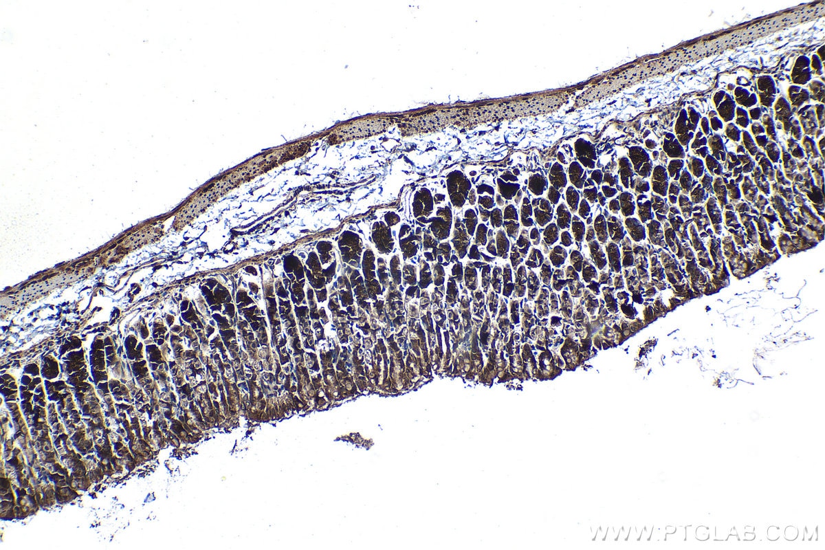 Immunohistochemical analysis of paraffin-embedded mouse stomach tissue slide using KHC1262 (MSRB3 IHC Kit).