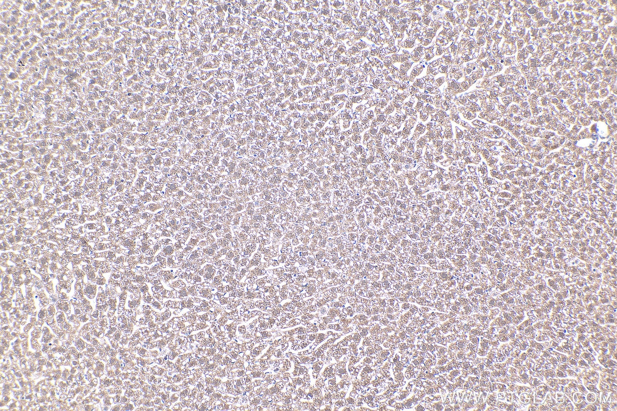 Immunohistochemical analysis of paraffin-embedded mouse liver tissue slide using KHC0438 (MT2A IHC Kit).